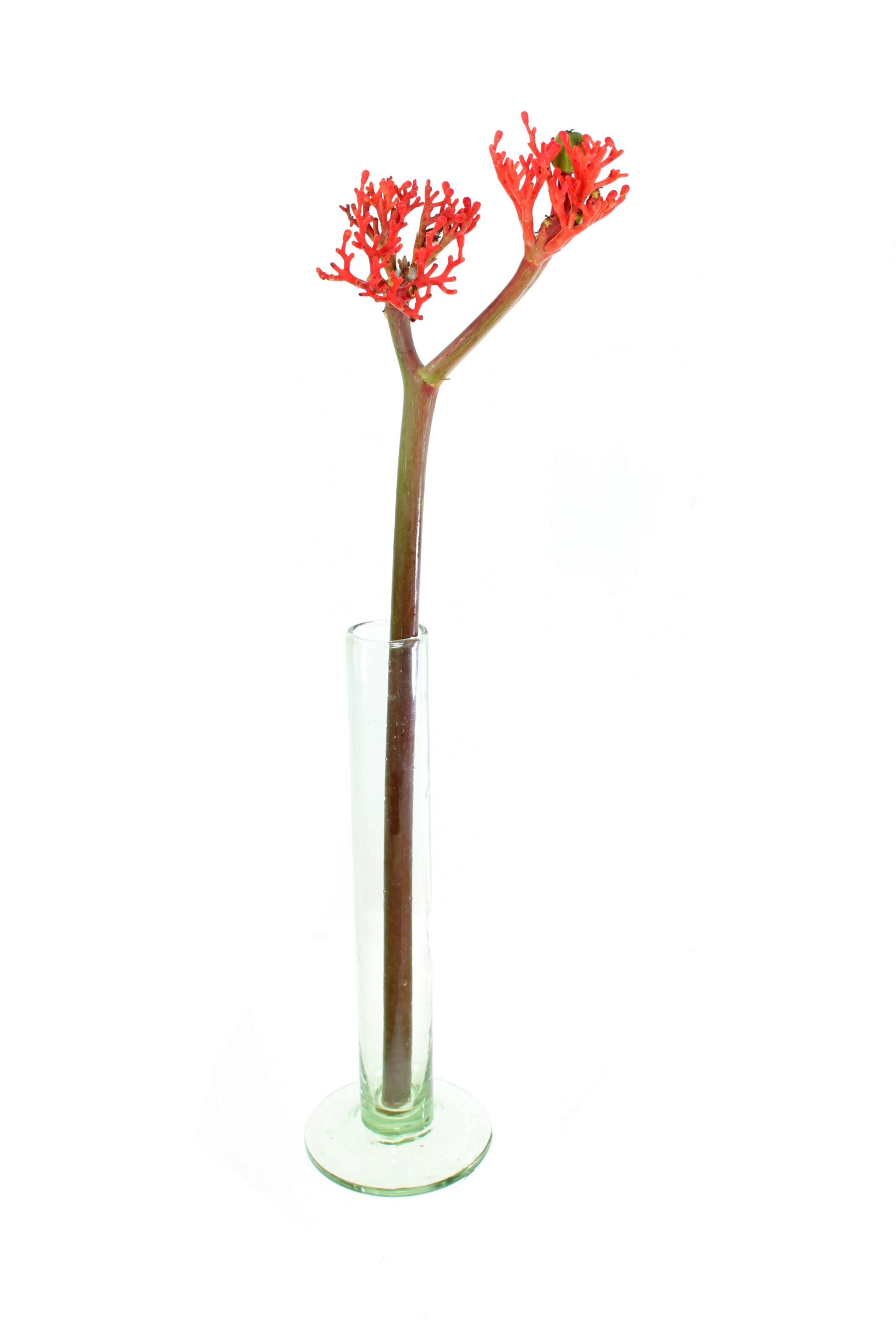 blumigo-jatropha-firecracker-bindegr-n-rot-1-stiel image 4