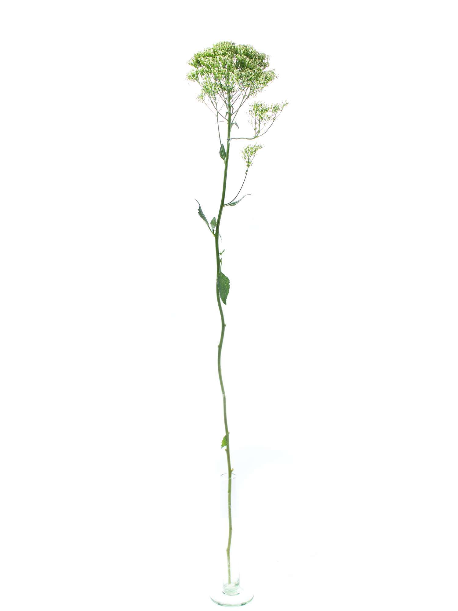 blumigo-trachelium-lake-powel-schnittblumen-wei image 3