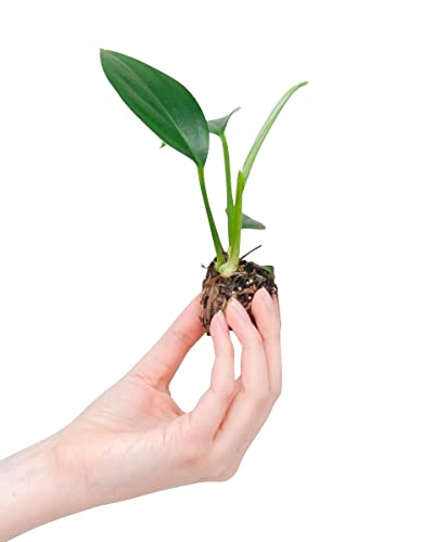 plnts-baby-philodendron-dragon-tail-zimmerpflanze-10cm image 7