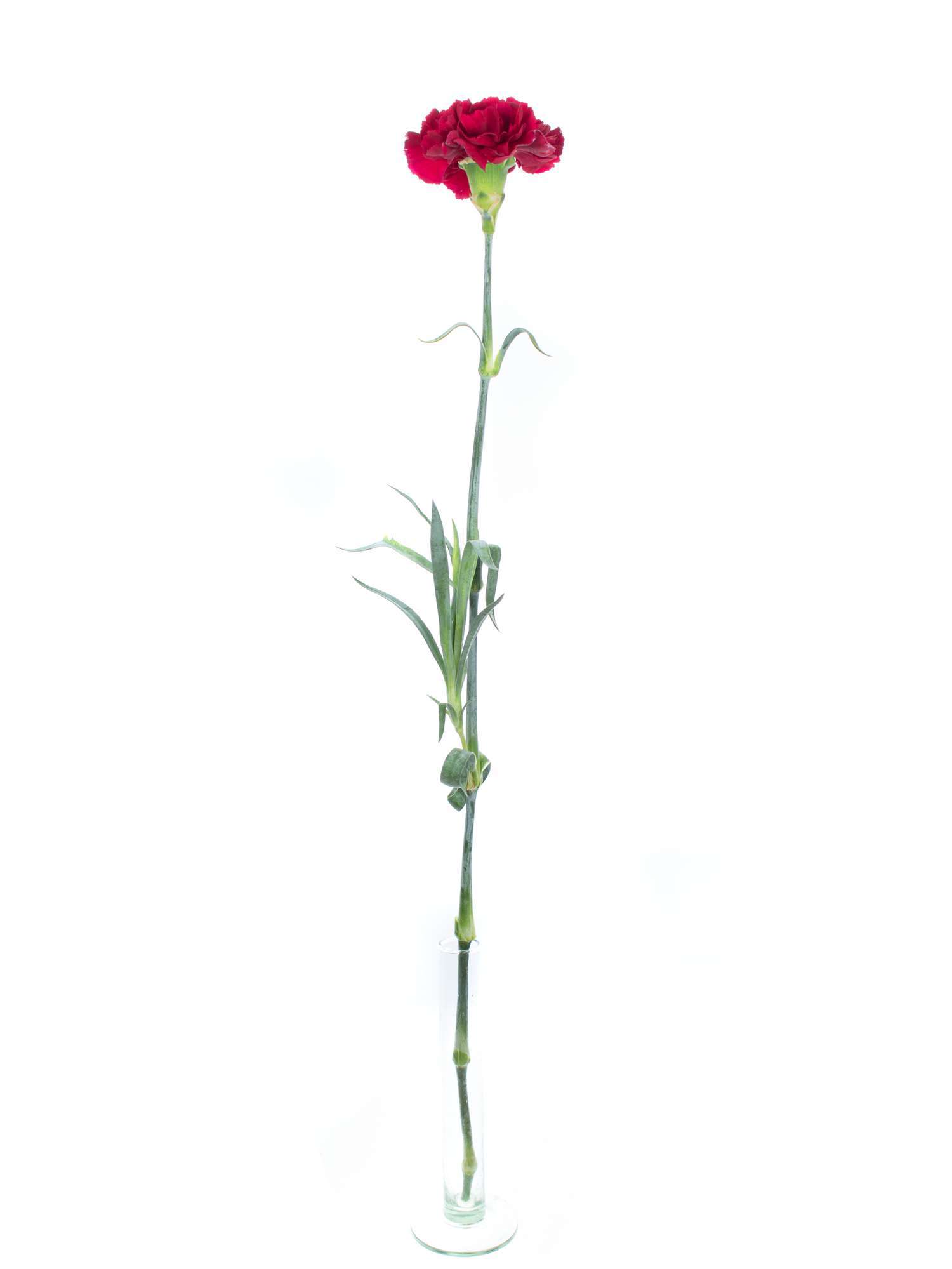 blumigo-edelnelken-crimson-tempo-schnittblumen-dunkelrot image 3