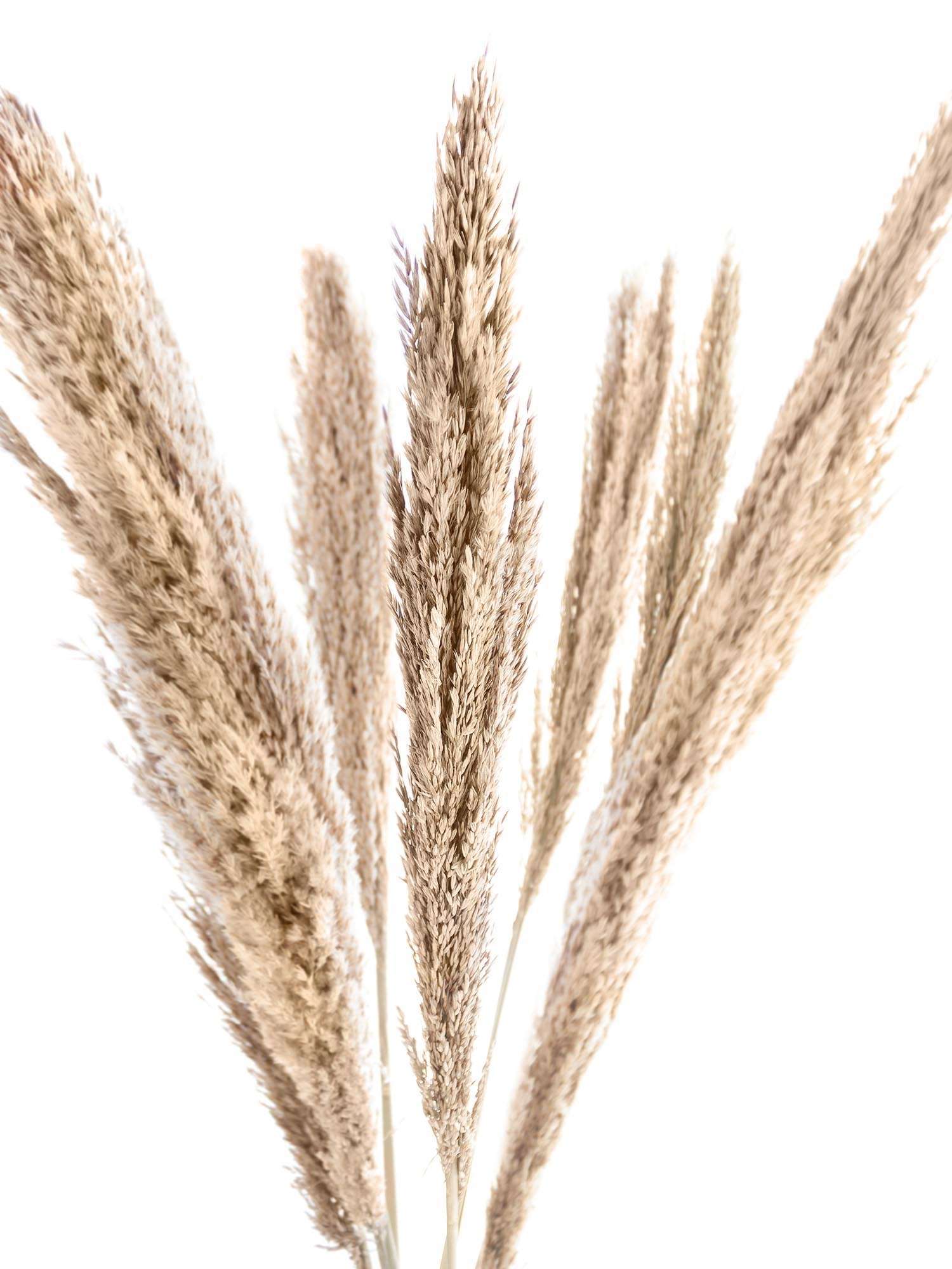 blumigo-trockenblumen-arundo-donax-trockenblume-natur-braun image 1