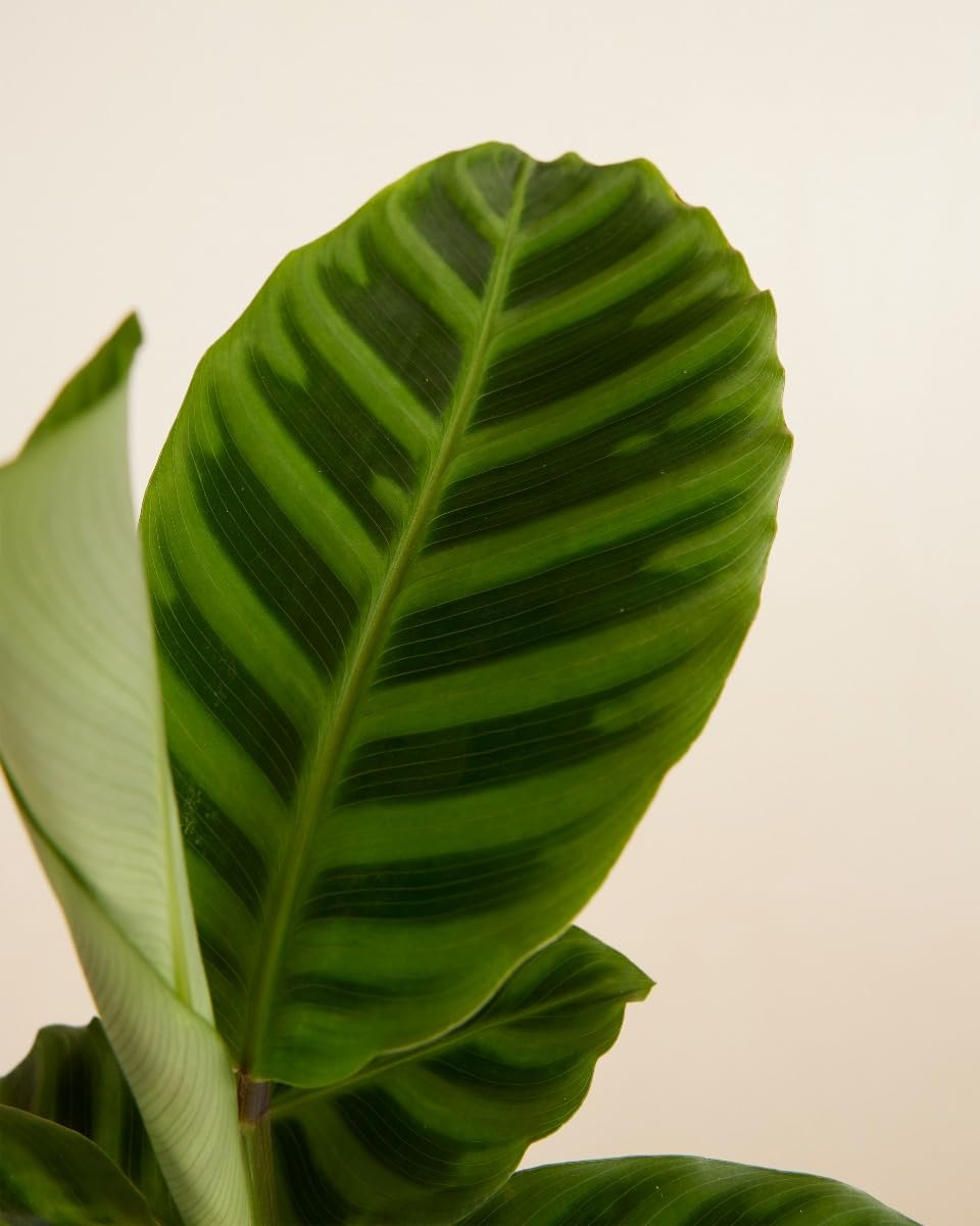 plnts-rareplnts-calathea-zebrina-zimmerpflanze-12cm-35cm-luftreinigend image 5