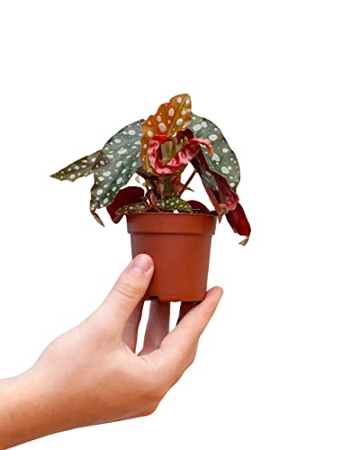 plnts-baby-begonia-maculata-zimmerpflanze-15-cm image 8