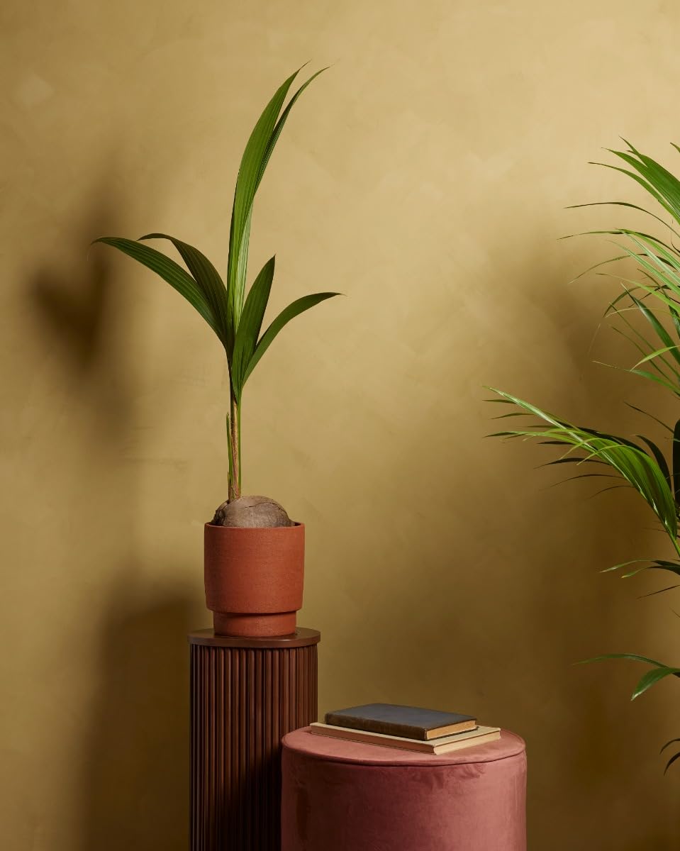 plnts-rareplnts-cocos-nucifera-kokospalme-21cm-85cm image 3