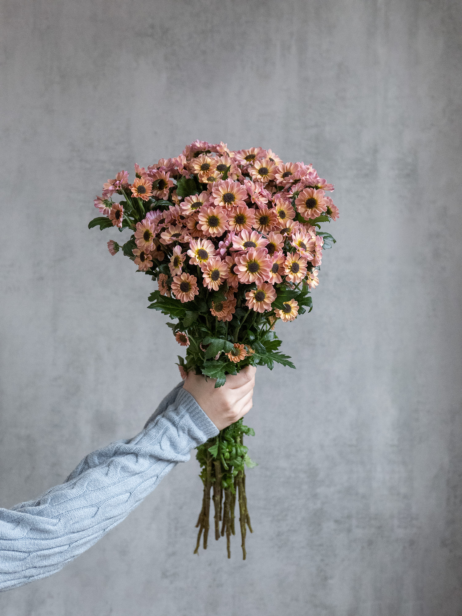 blumigo-chrysanthemen-santini-ying-yang-smokey-apricot image 5