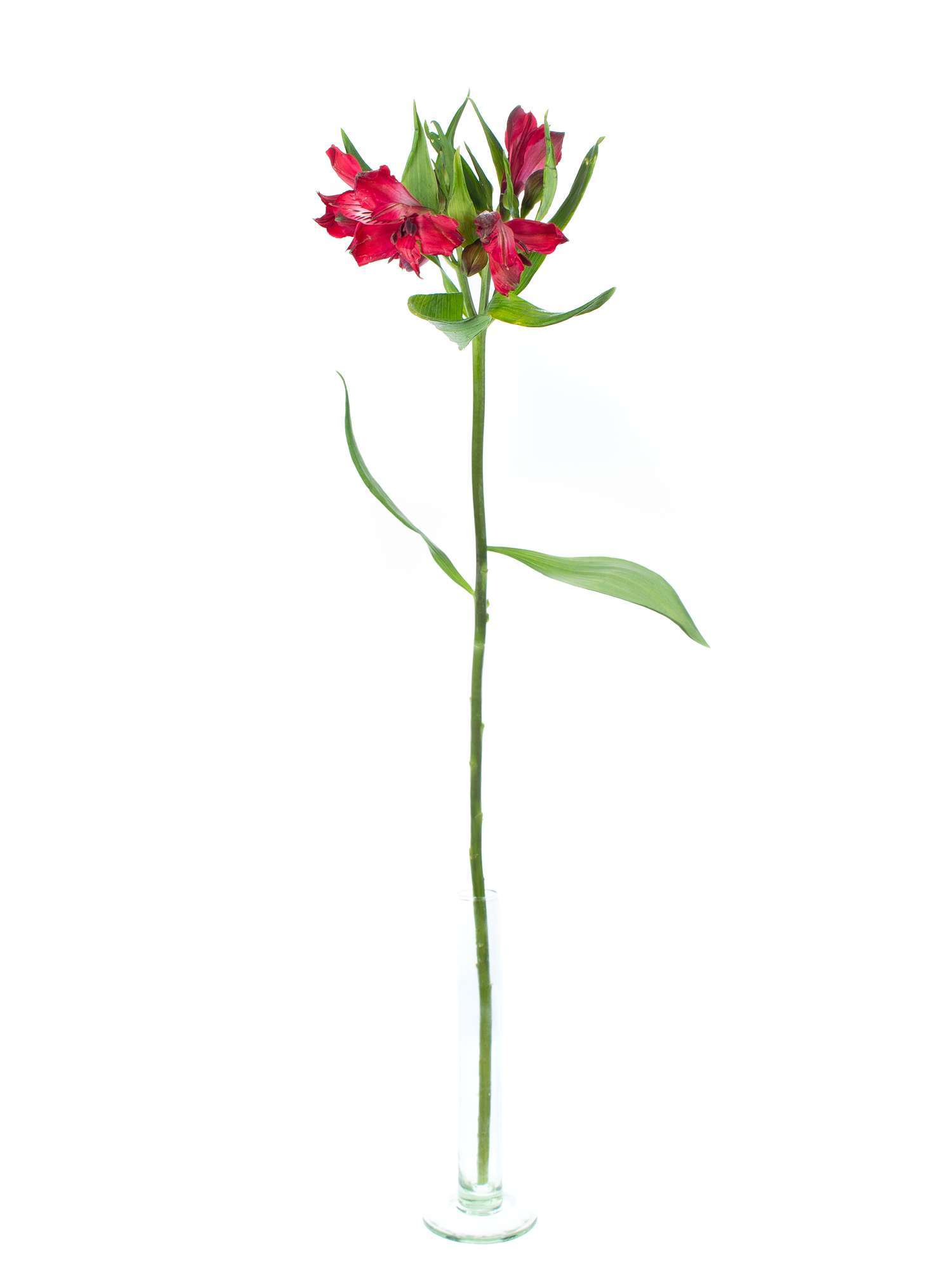 blumigo-alstromerien-ariel-rot-frische-schnittblumen image 3