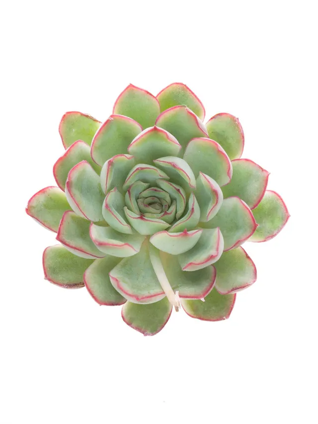 blumigo-rondo-sukkulenten-echeverien-gr-n-rot-deko image 1