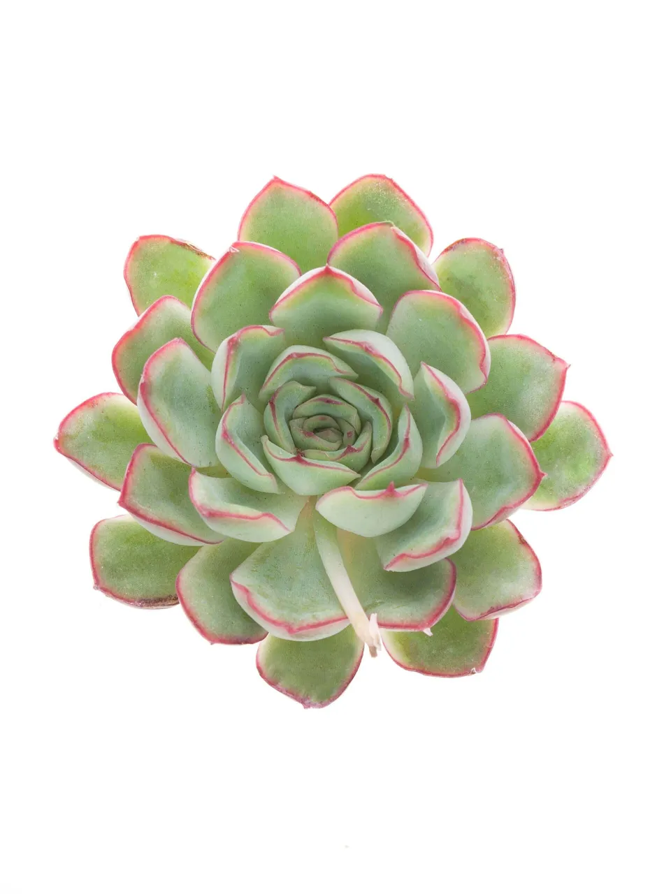 blumigo-rondo-sukkulenten-echeverien-gr-n-rot-deko image 1