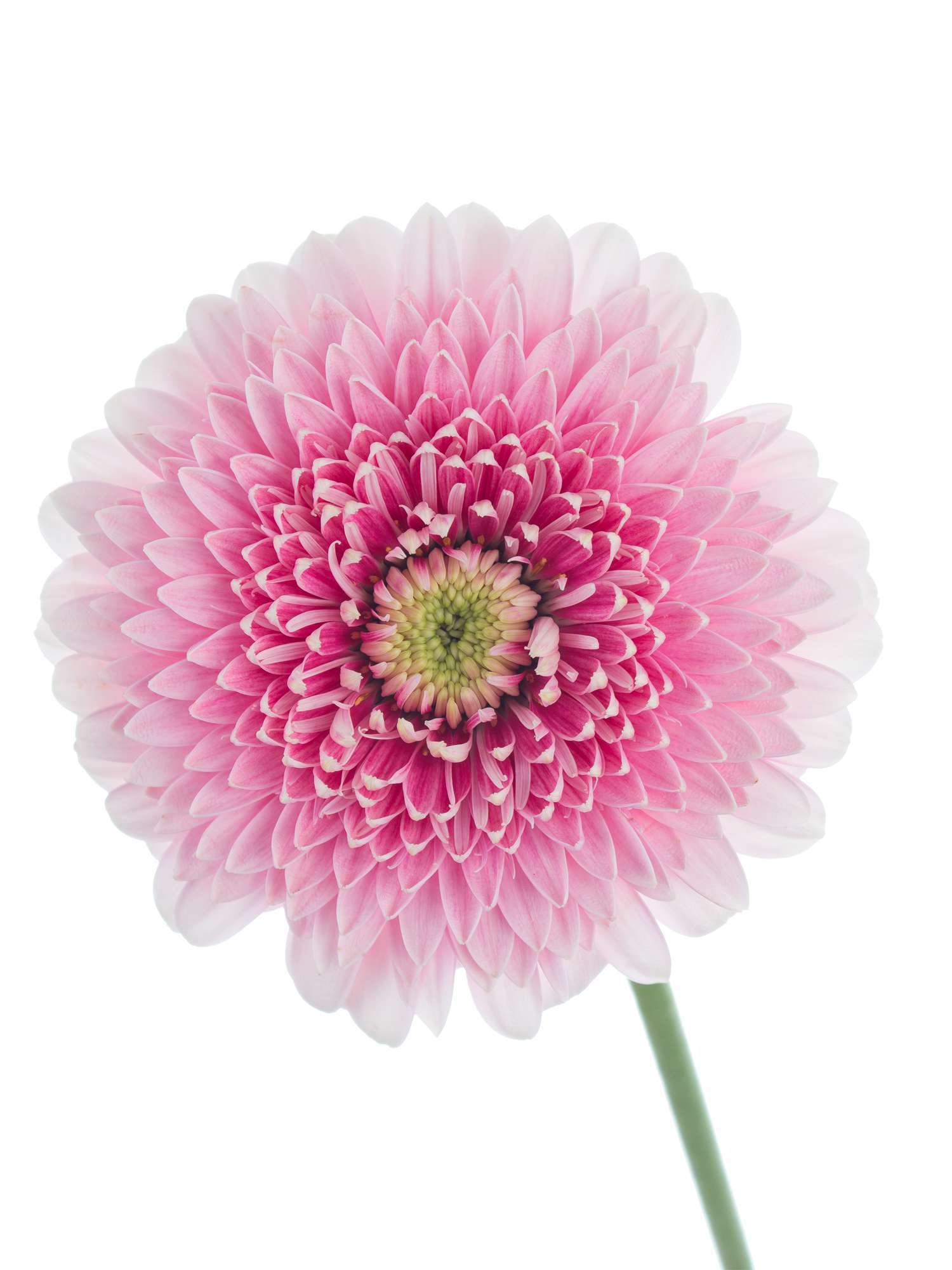 blumigo-gerbera-pomponi-tracy-rosa-wei-schnittblume image 1
