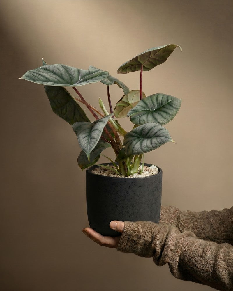 feey-variado-alocasia-silver-nebula-elefantenohr-ohne-bertopf-rar image 1