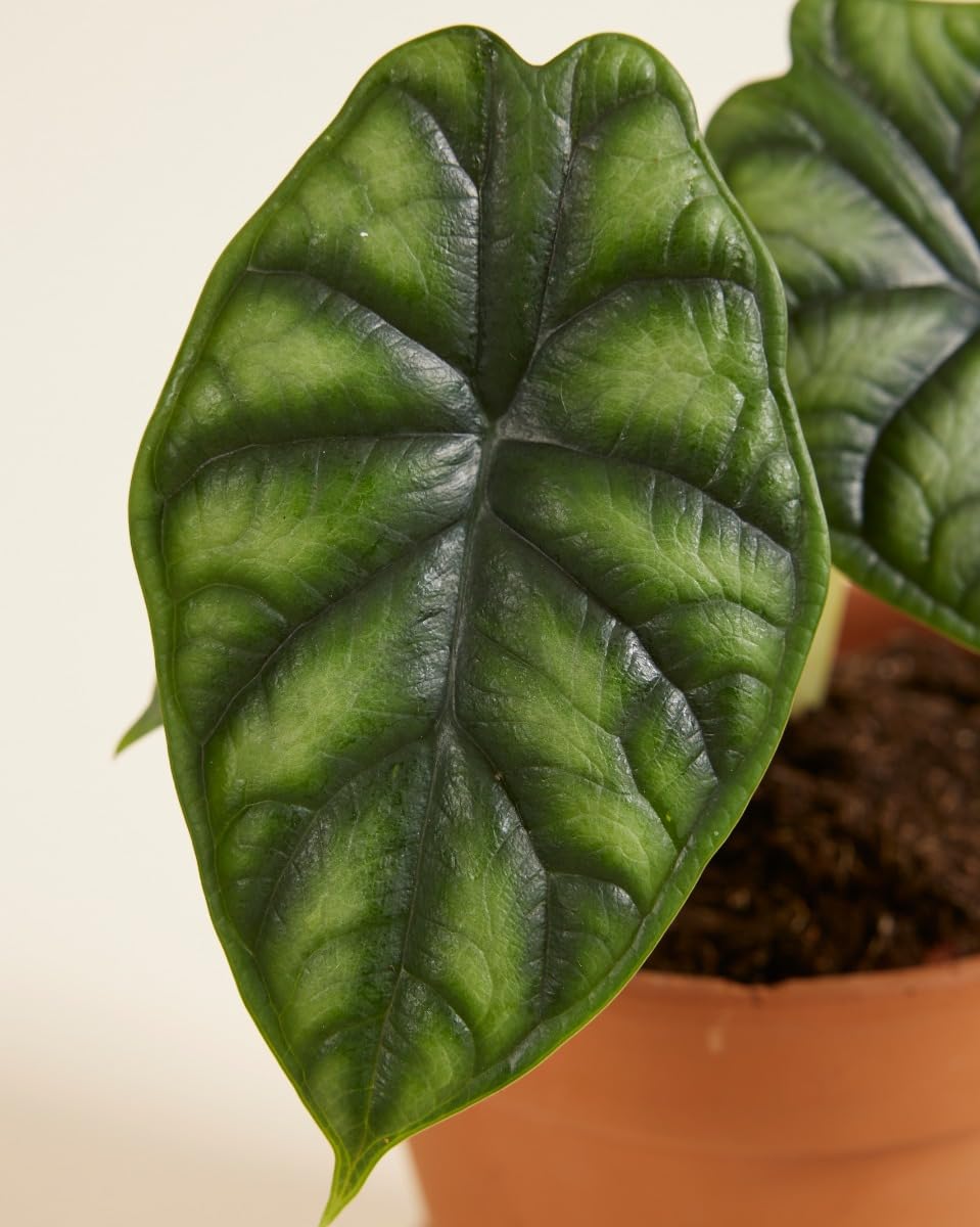 plnts-rareplnts-alocasia-dragon-scale-zimmerpflanze-20cm image 3