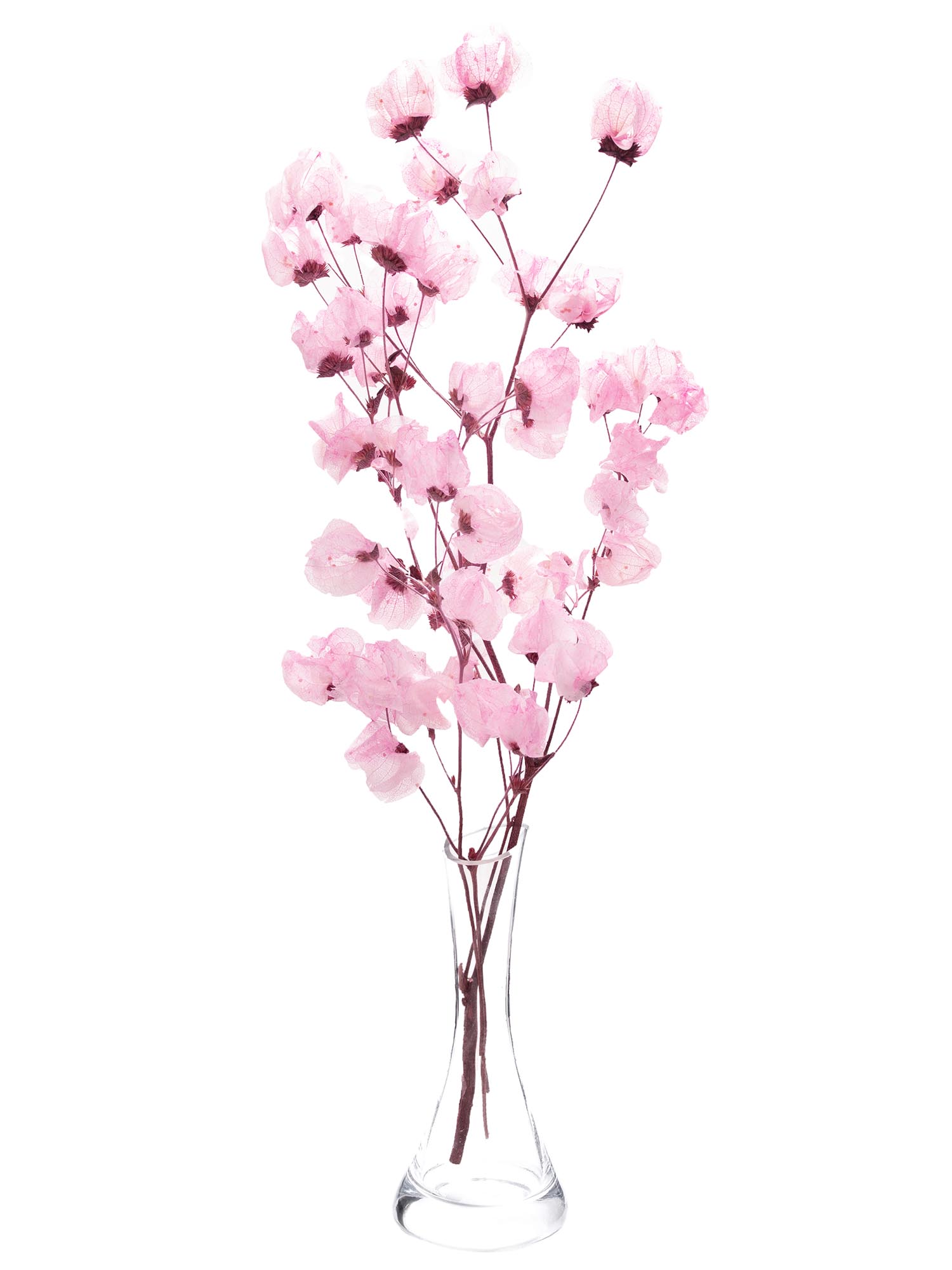 blumigo-trockenblumen-bougainvillea-drillingsblume-rosa image 3