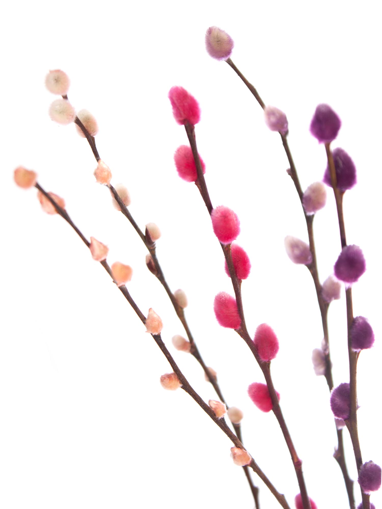blumigo-weidenk-tzchen-zweige-bunt-eingef-rbt-deko image 3