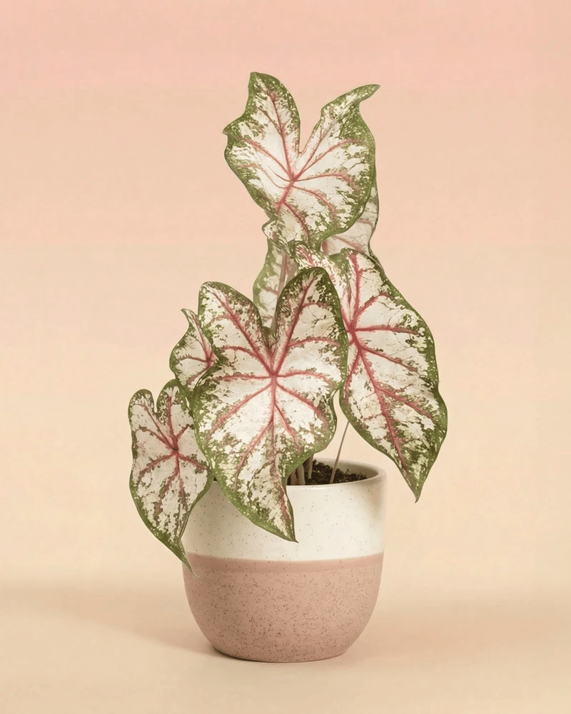 feey-variado-caladium-tapestry-bunte-zimmerpflanze-im-22-topf-ohne-bertopf image 5
