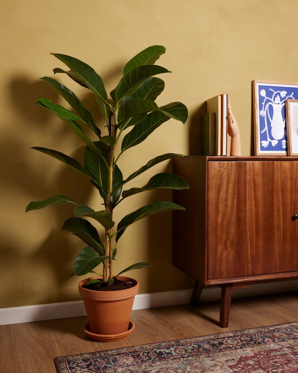 plnts-rareplnts-ficus-roy-zimmerpflanze-75-cm-feige image 5