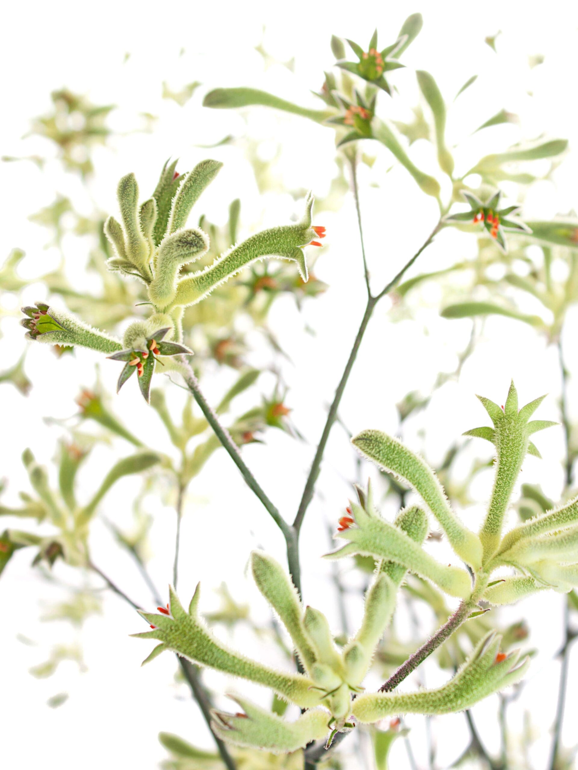 blumigo-blattwerk-k-ngurupfote-anigozanthos-schnittblume-gr-n image 4