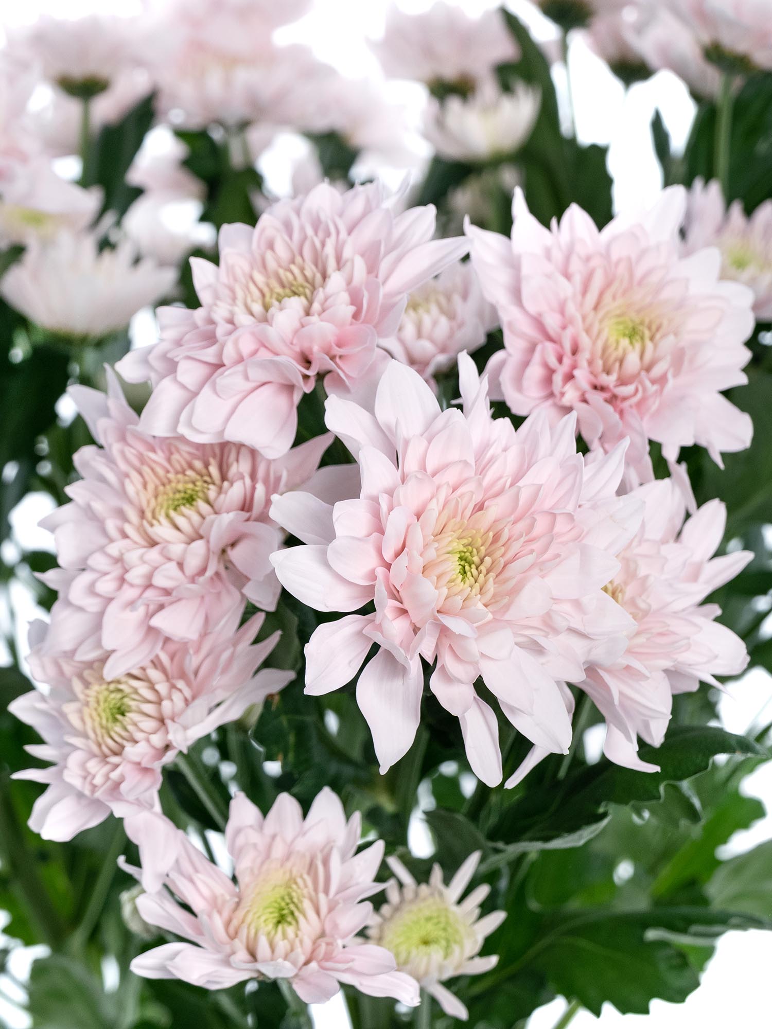 blumigo-chrysanthemen-pastela-pink-hellrosa-verzweigt image 1