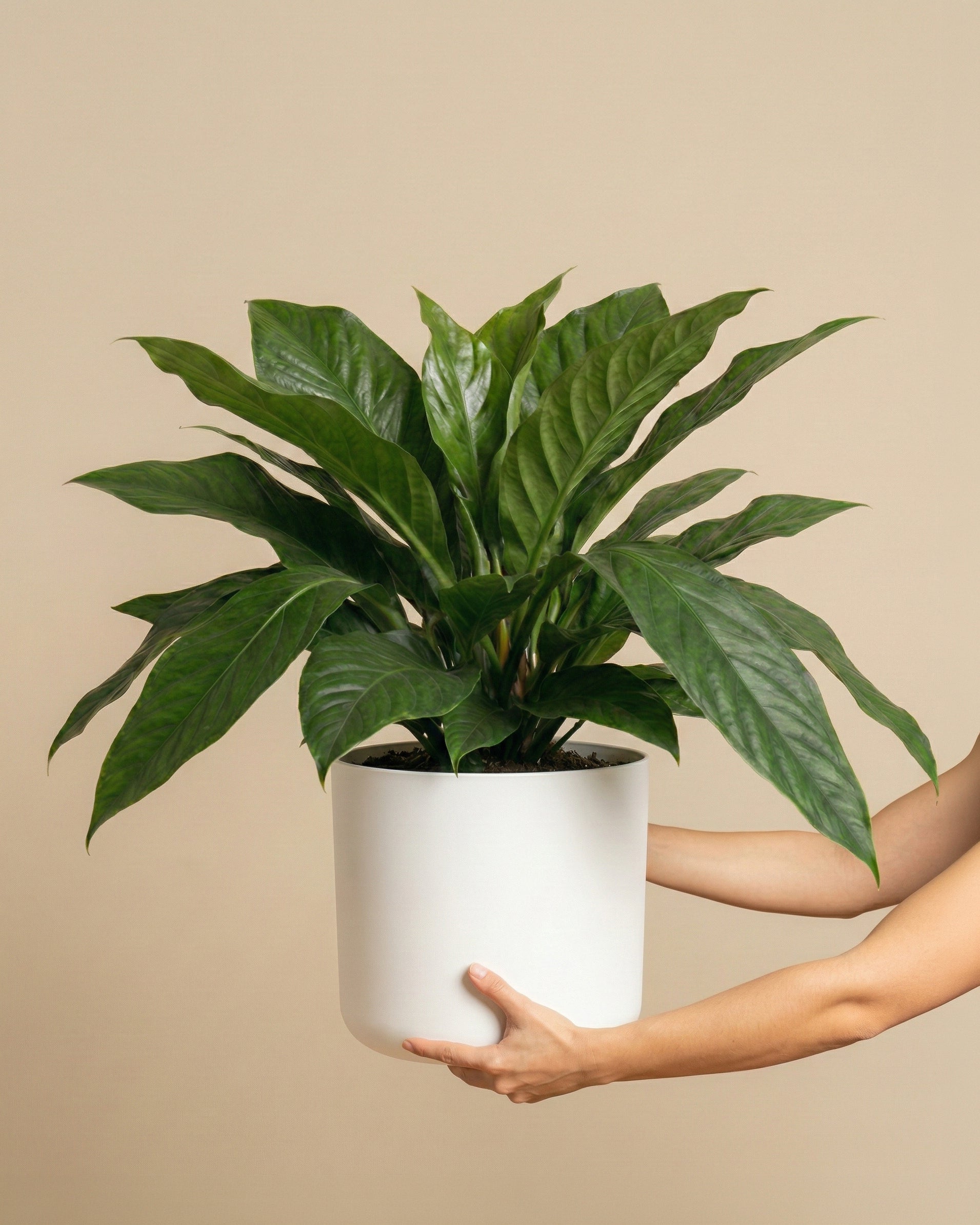 feey-variado-anthurium-jungle-bush-xl-zimmerpflanze image 1