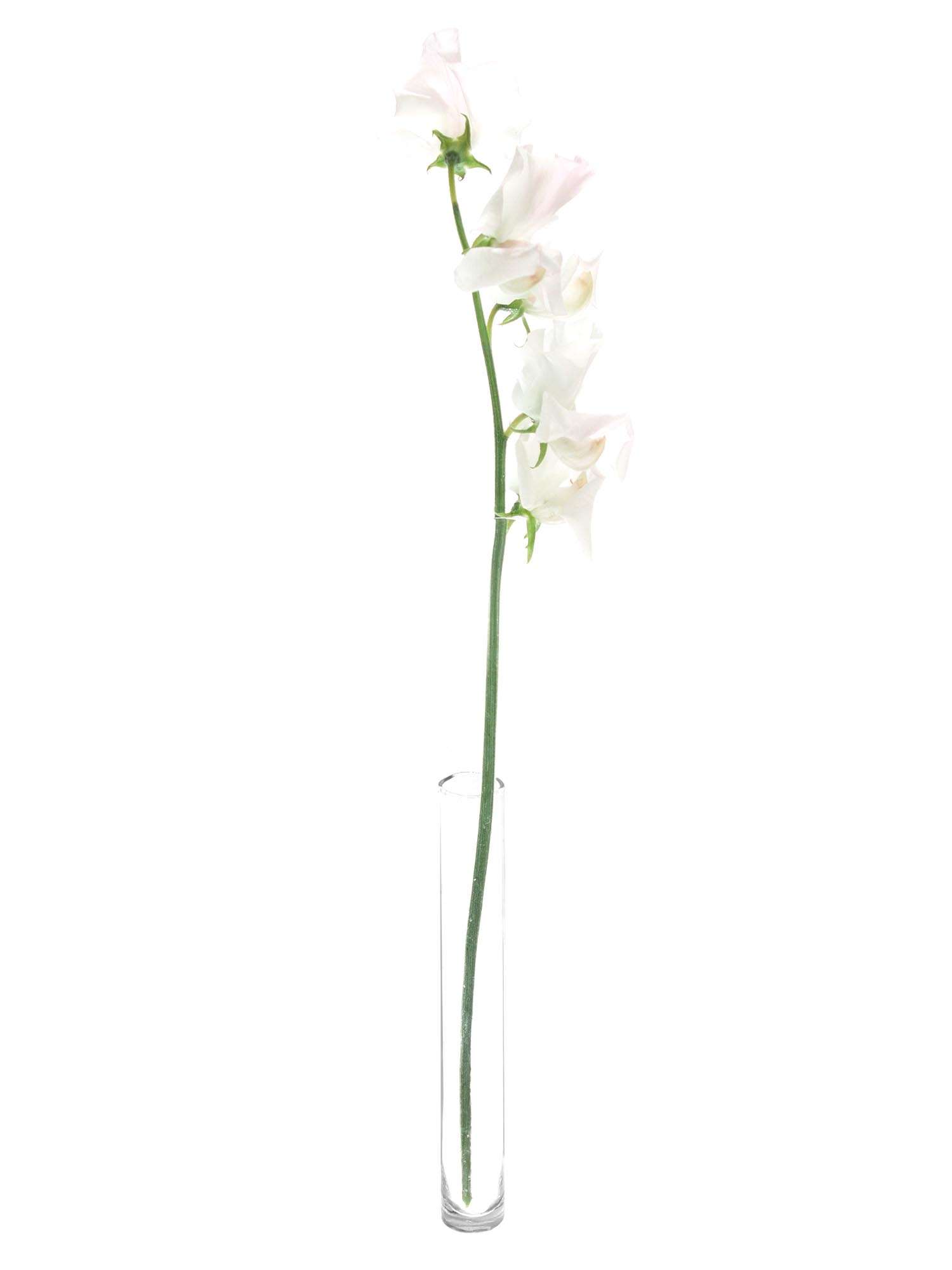 blumigo-wicken-wedding-white-schnittblume-wei-ros image 3