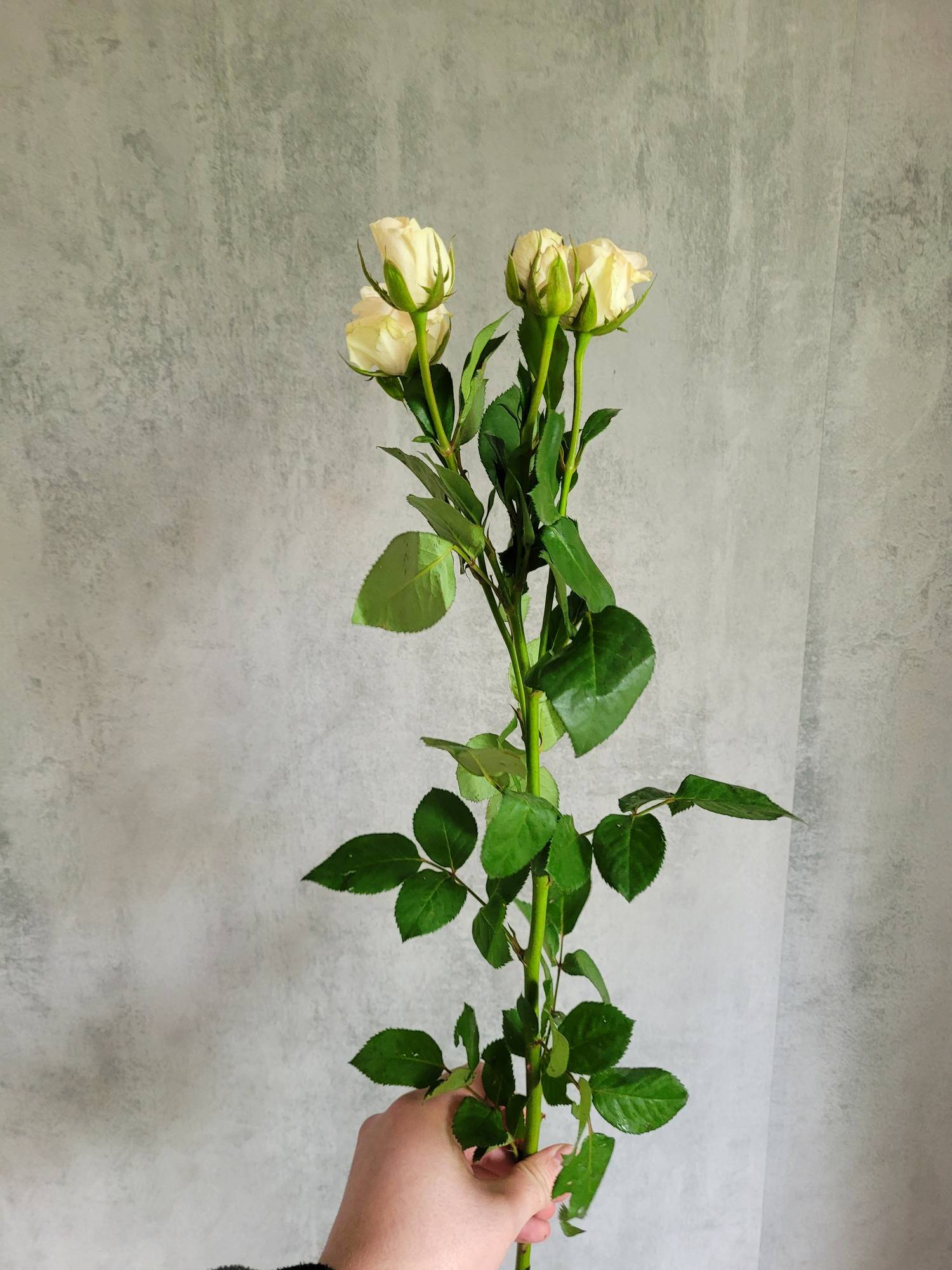 blumigo-rosen-royal-porcelina-sprayrosen-wei-verzweigt image 3