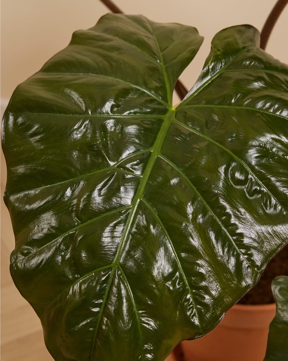 plnts-rareplnts-alocasia-yucatan-princess-zimmerpflanze-40-cm image 3
