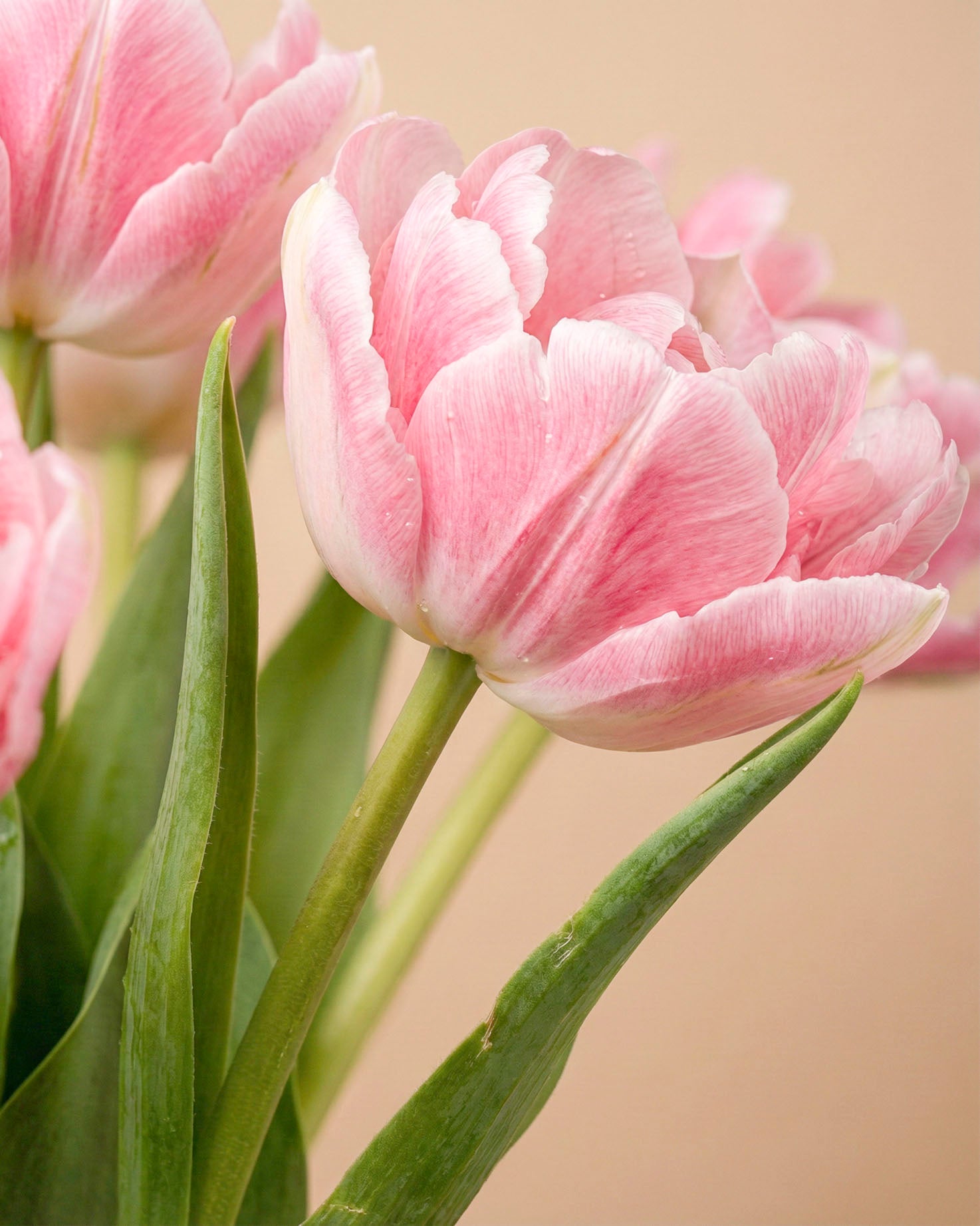 feey-rilio-tulpen-liebesgedicht-rosa-10-st-ck-frisch image 6