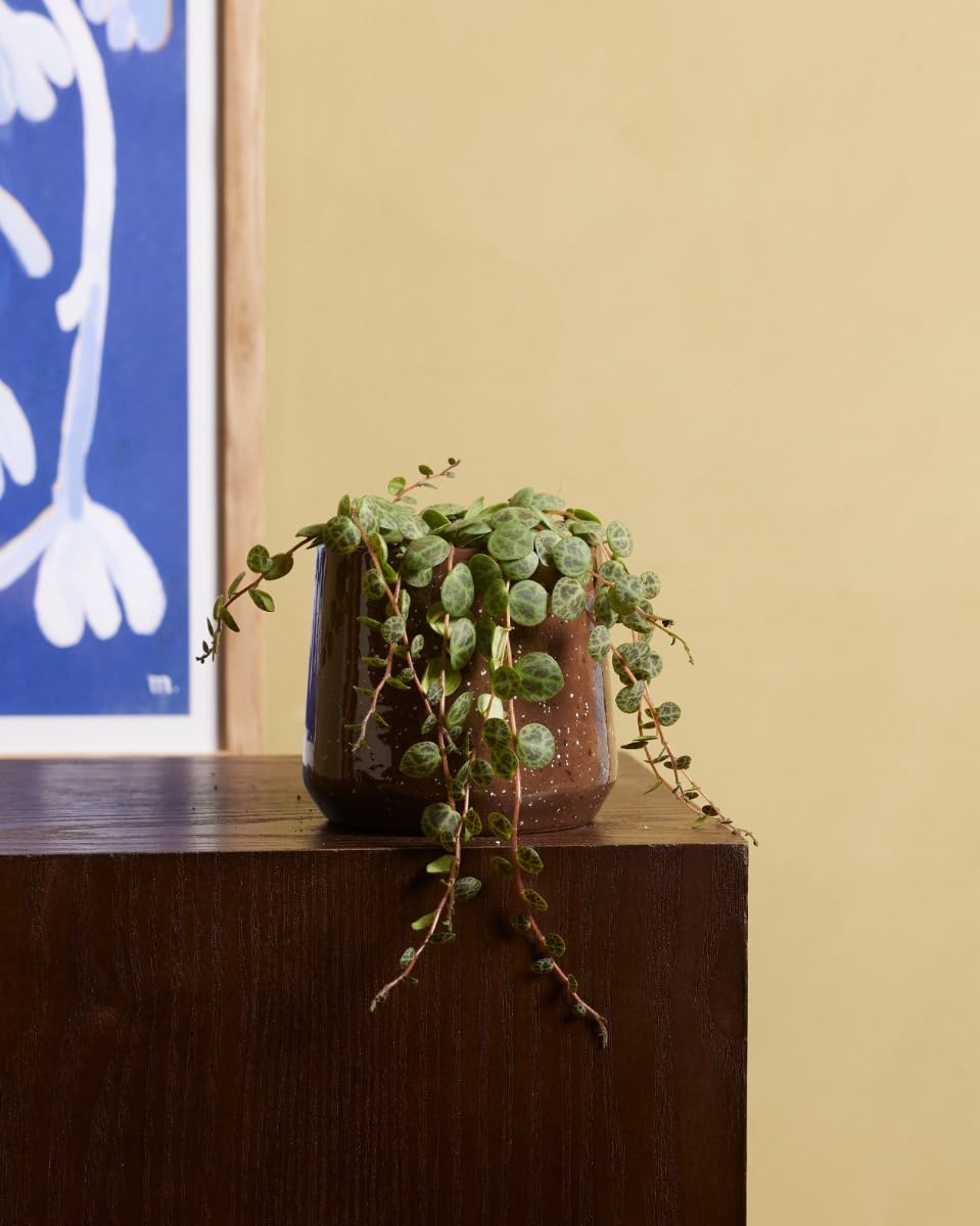 plnts-babyplnts-baby-peperomia-prostrata-zimmerpflanze-6cm-topf image 4