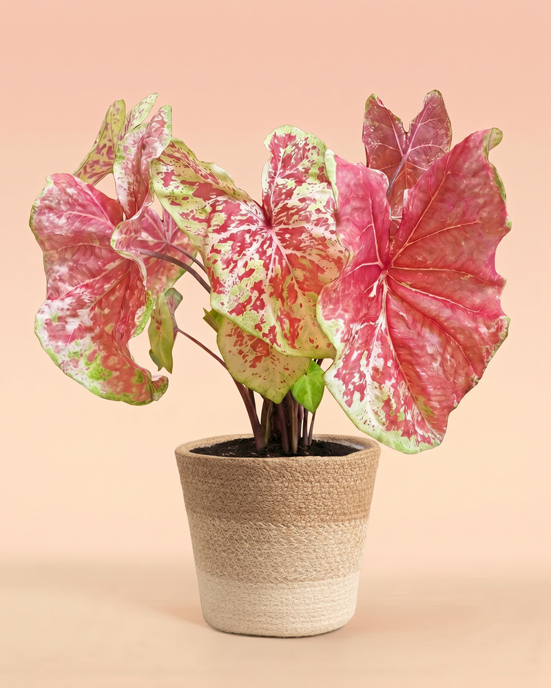 feey-variado-caladium-raspberry-moon-zimmerpflanze-gross image 7