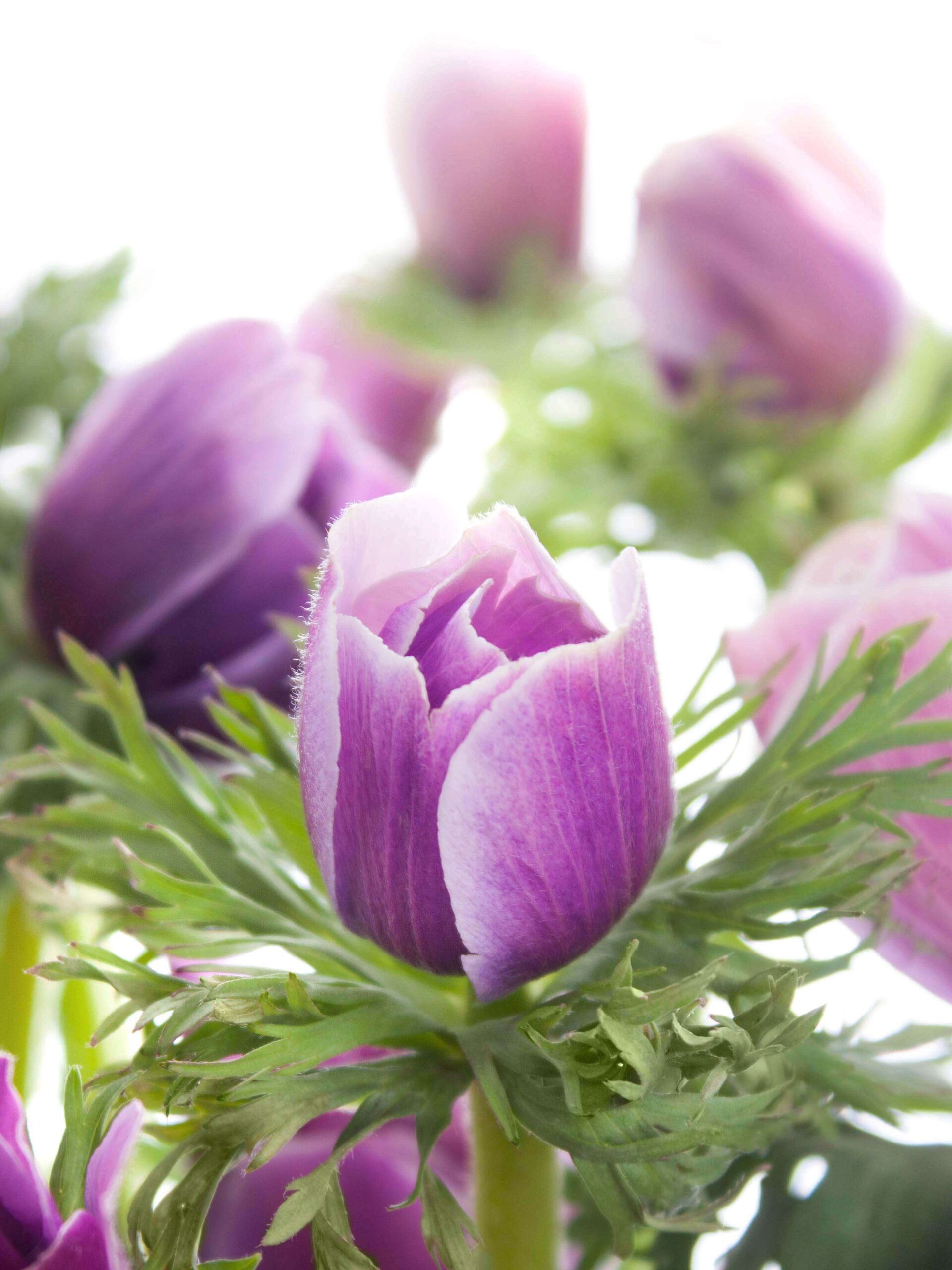 blumigo-anemonen-xl-mistral-rarity-schnittblume-violett-creme image 4