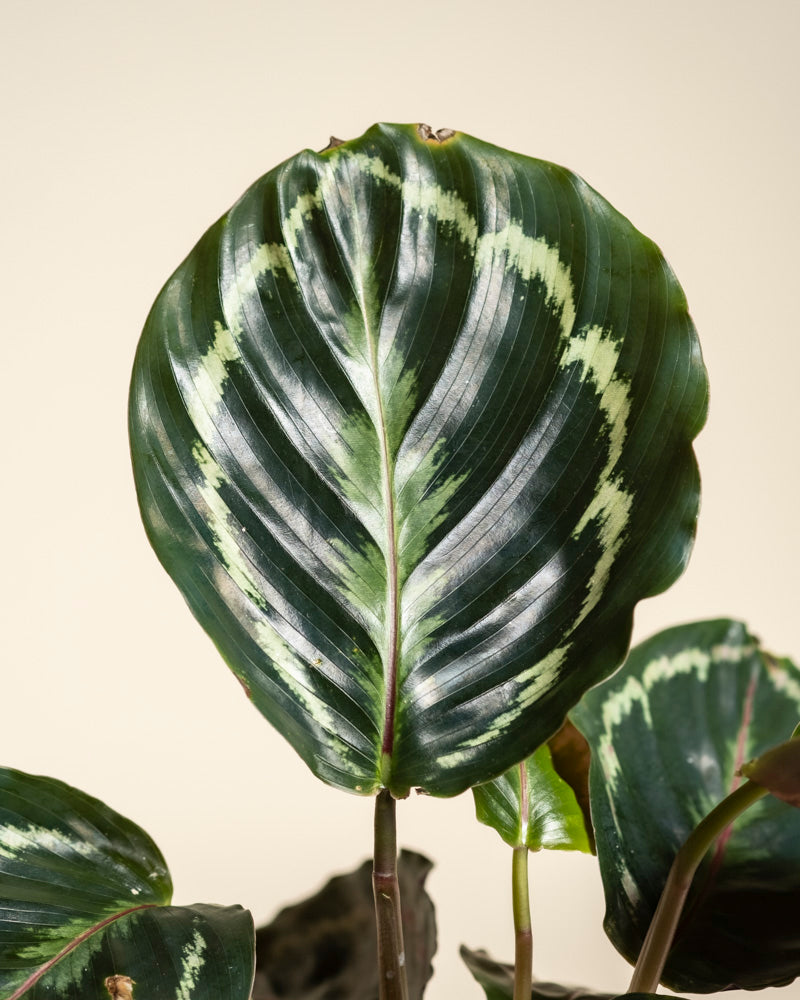 feey-variado-calathea-roseopicta-zimmerpflanze-klein image 2