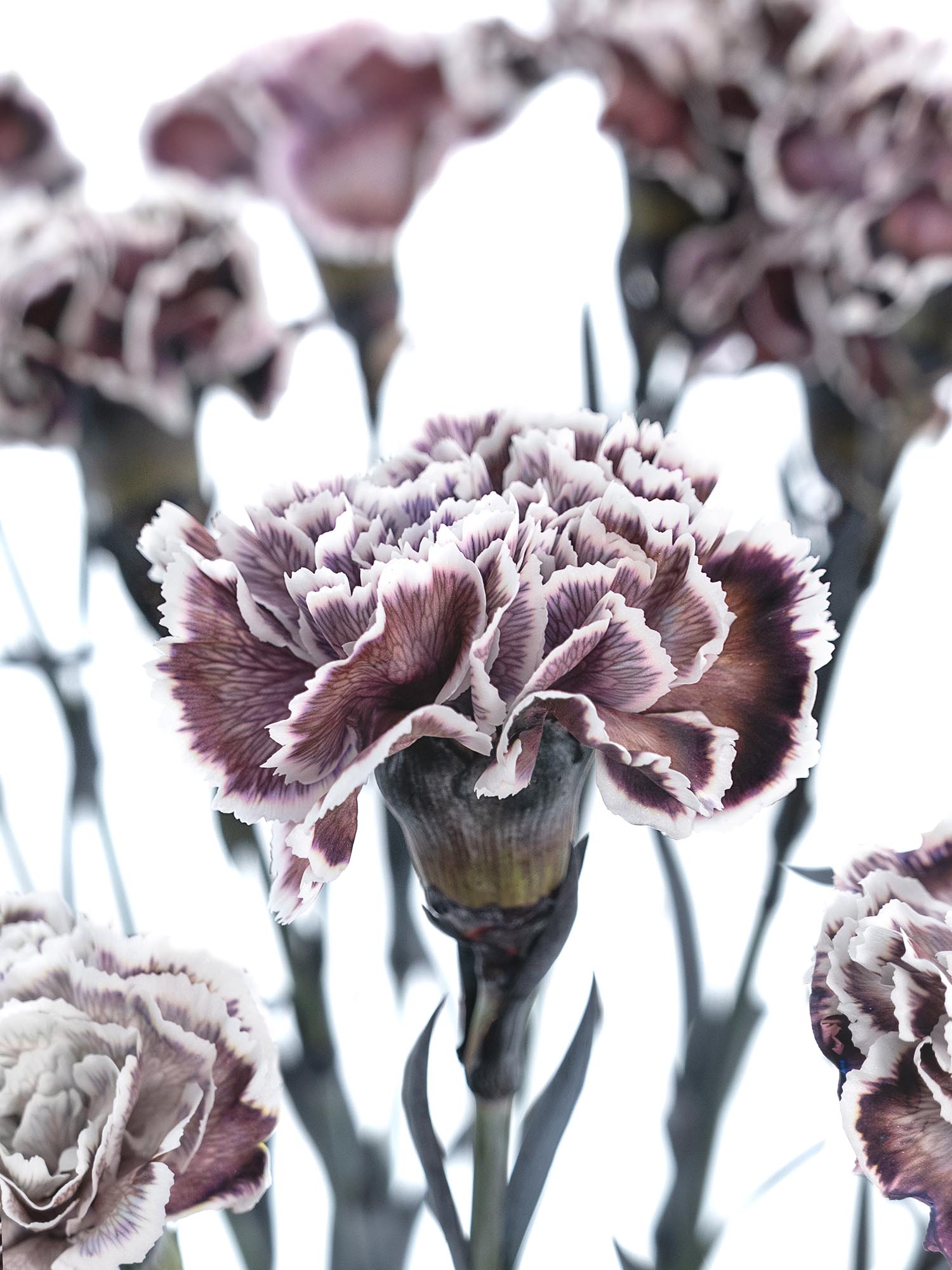 blumigo-edelnelken-violetta-blume-violett-wei-einzeln image 2