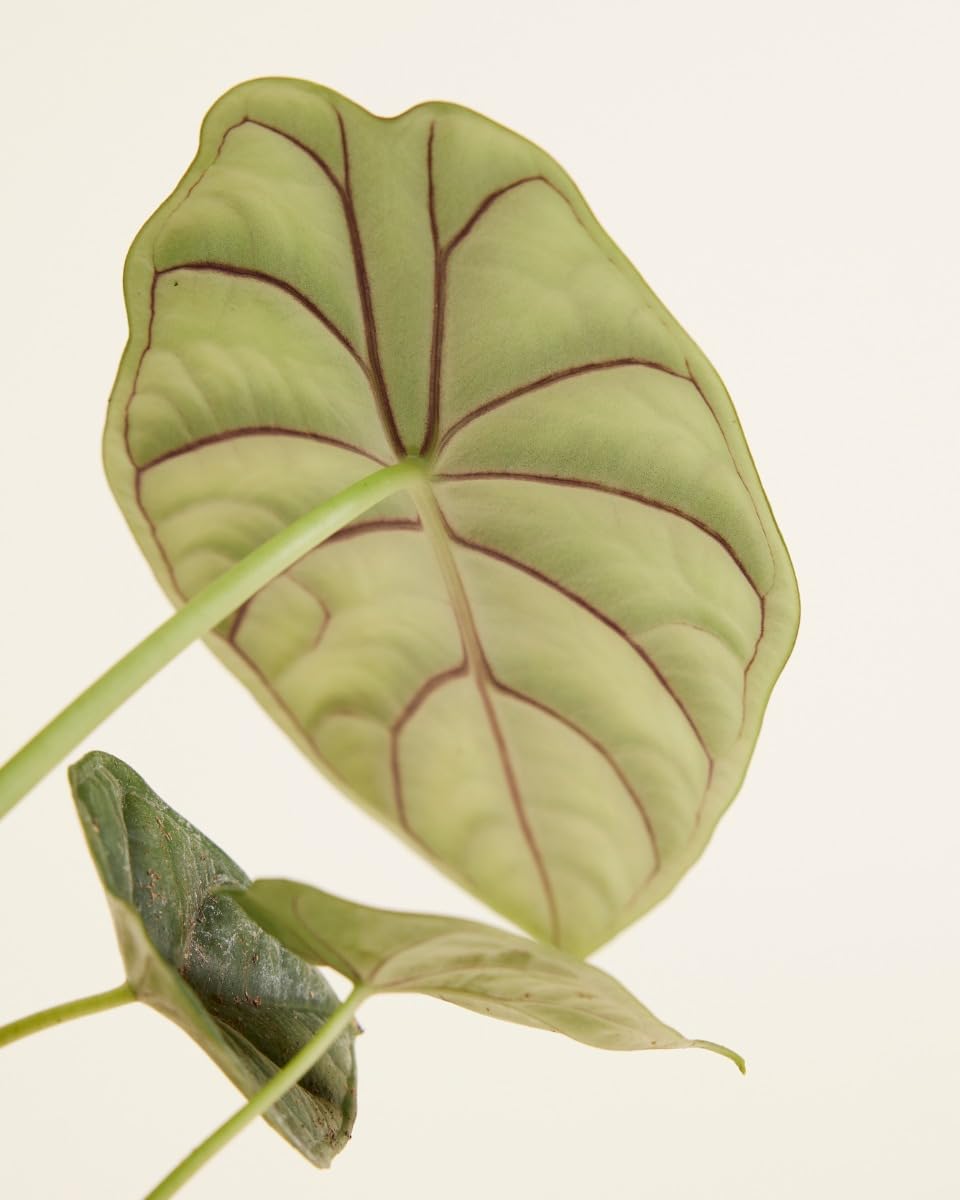 plnts-rareplnts-alocasia-dragon-scale-zimmerpflanze-20cm image 5