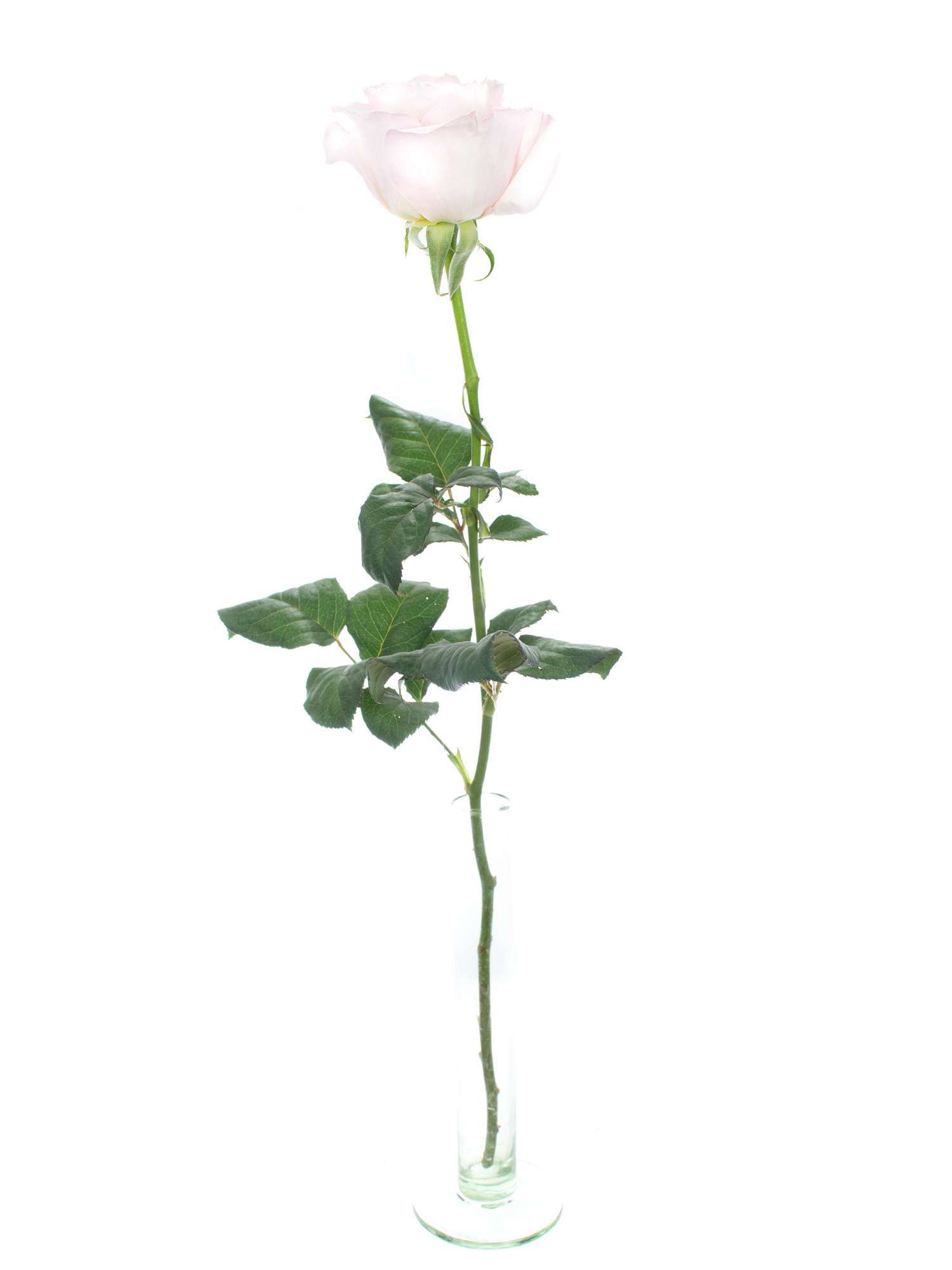 blumigo-rosen-david-austin-keira-rosa-schnittblumen image 3