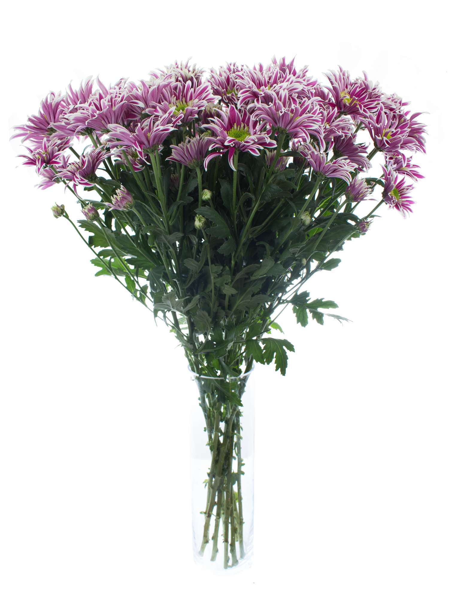 blumigo-chrysanthemen-saaba-schnittblume-violett-wei image 2