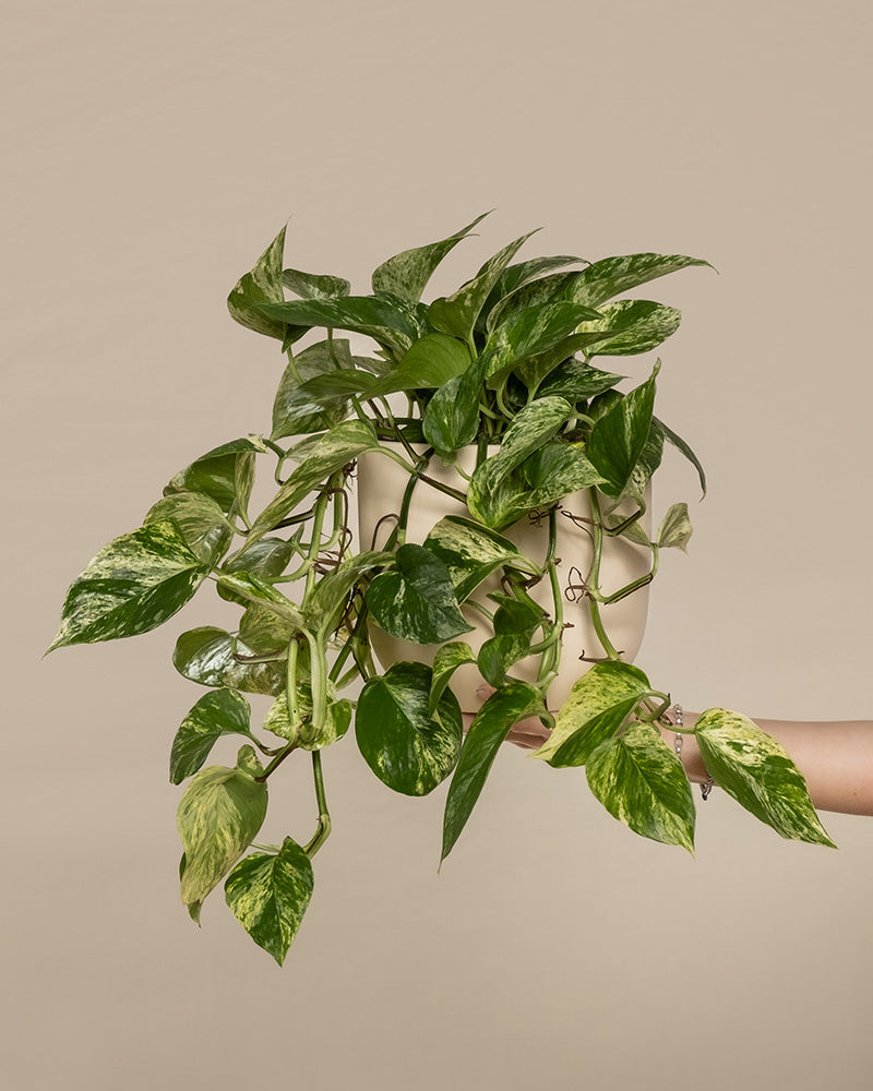 feey-marble-queen-efeutute-h-ngepflanze-ohne-bertopf image 1
