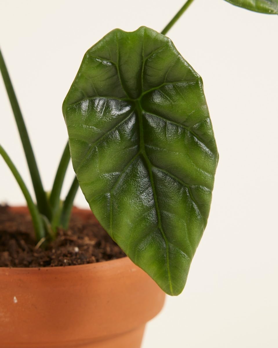 plnts-babyplnts-alocasia-sinuata-zimmerpflanze-10-cm-baby image 3