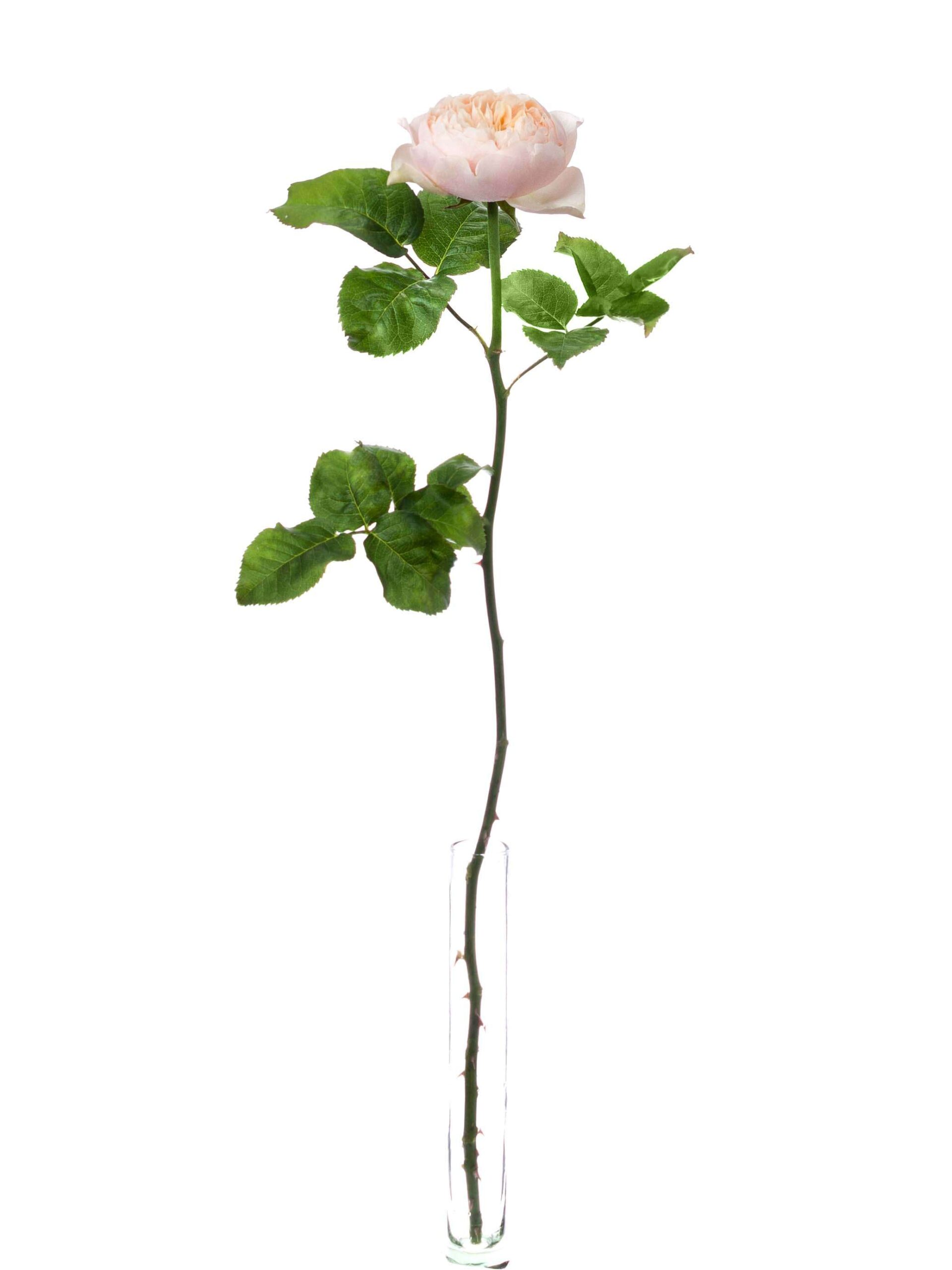 blumigo-rosen-romantic-vuvuzela-schnittrose-creme-apricot image 3