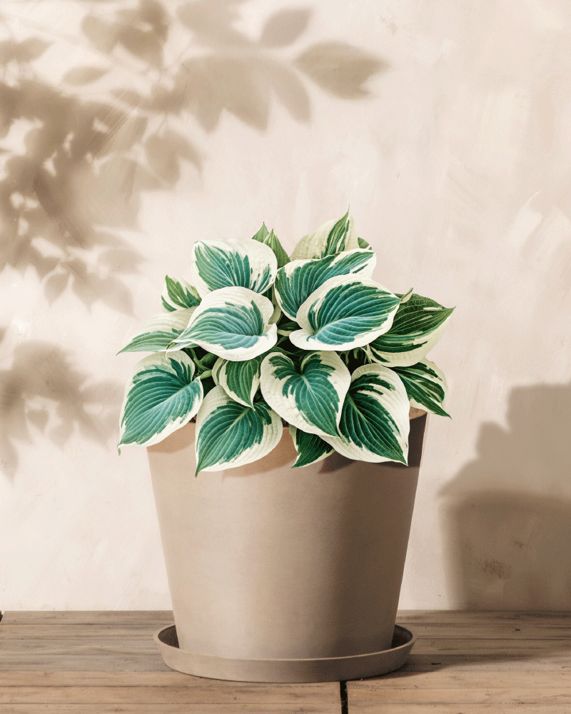 feey-amsterdam-hosta-blau-beige-2-stk-rhizome image 1