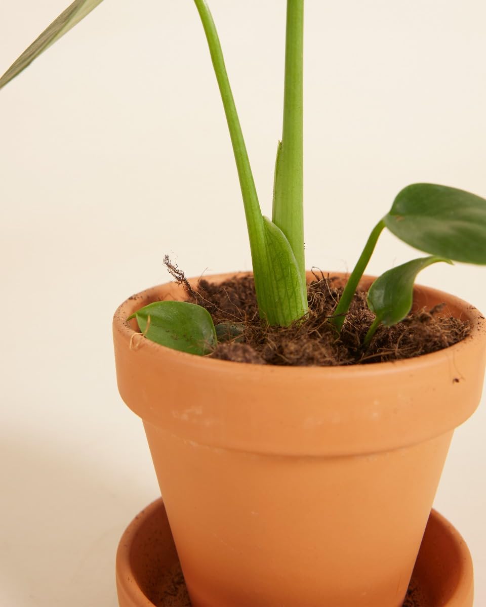 plnts-babyplnts-monstera-deliciosa-zimmerpflanze-20cm image 4