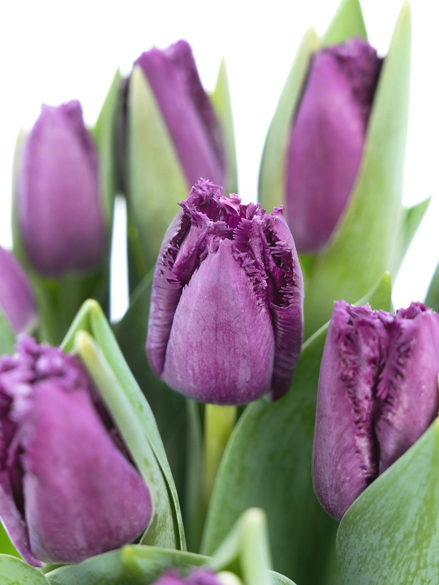 blumigo-tulpen-san-clemente-gefranst-violett image 1