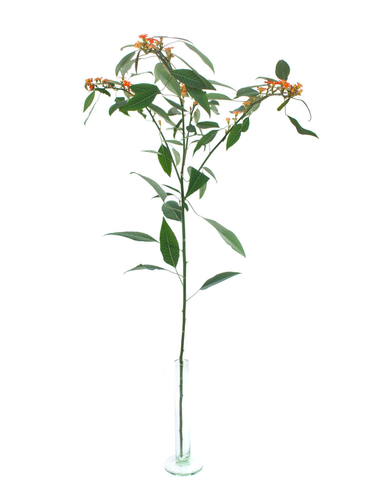 blumigo-euphorbia-fulgens-queen-orange-schnittblume-orange image 3