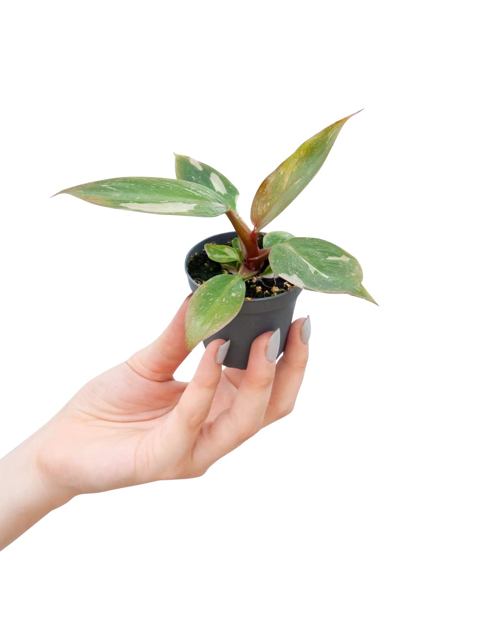 plnts-babyplnts-philodendron-pink-princess-zimmerpflanze-6cm image 1