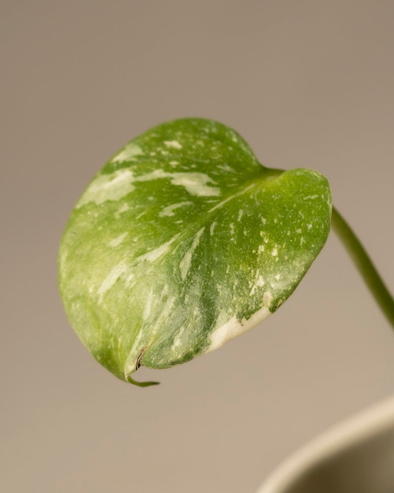 feey-variado-monstera-thai-constellation-babypflanze-panaschiert-ohne-bertopf image 8