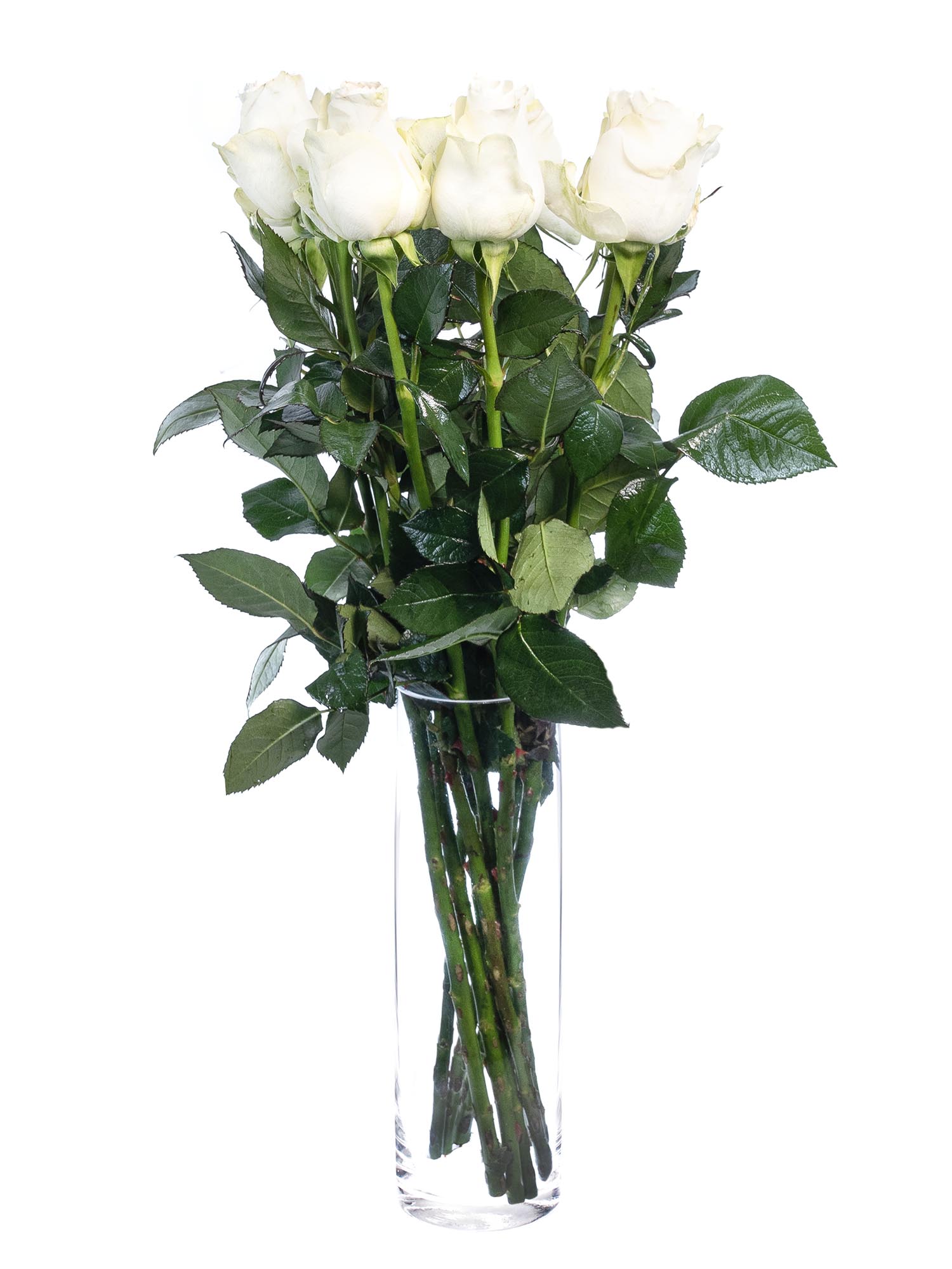 blumigo-rosen-proud-wei-e-rose-einzeln-frisch image 2
