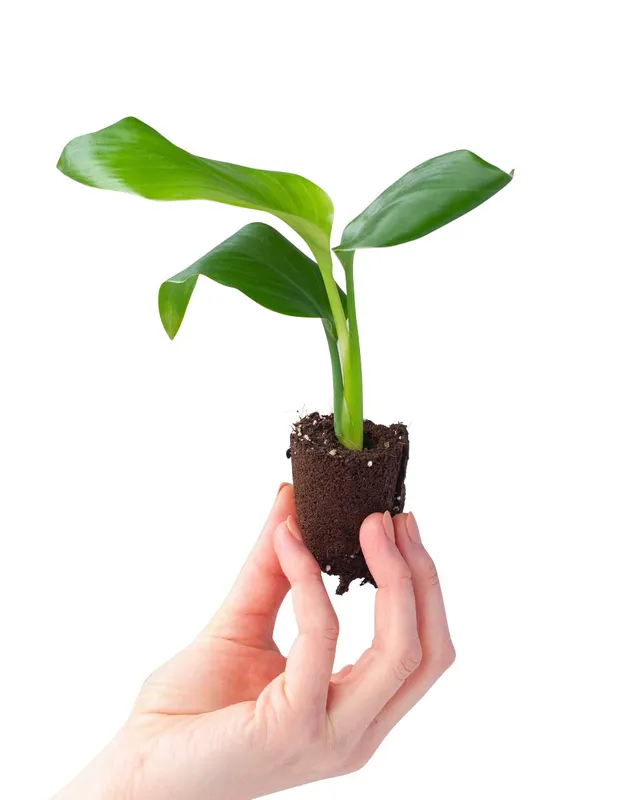 plnts-babyplnts-strelitzia-nicolai-zimmerpflanze-15cm image 1