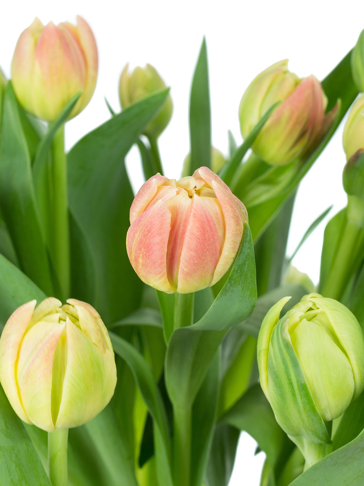 blumigo-tulpen-libretto-double-apricot-rosa-gef-llt image 1