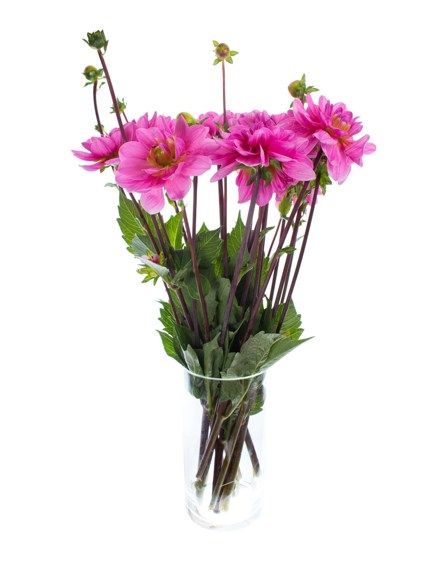 blumigo-dahlien-onesta-schnittblume-pink image 2