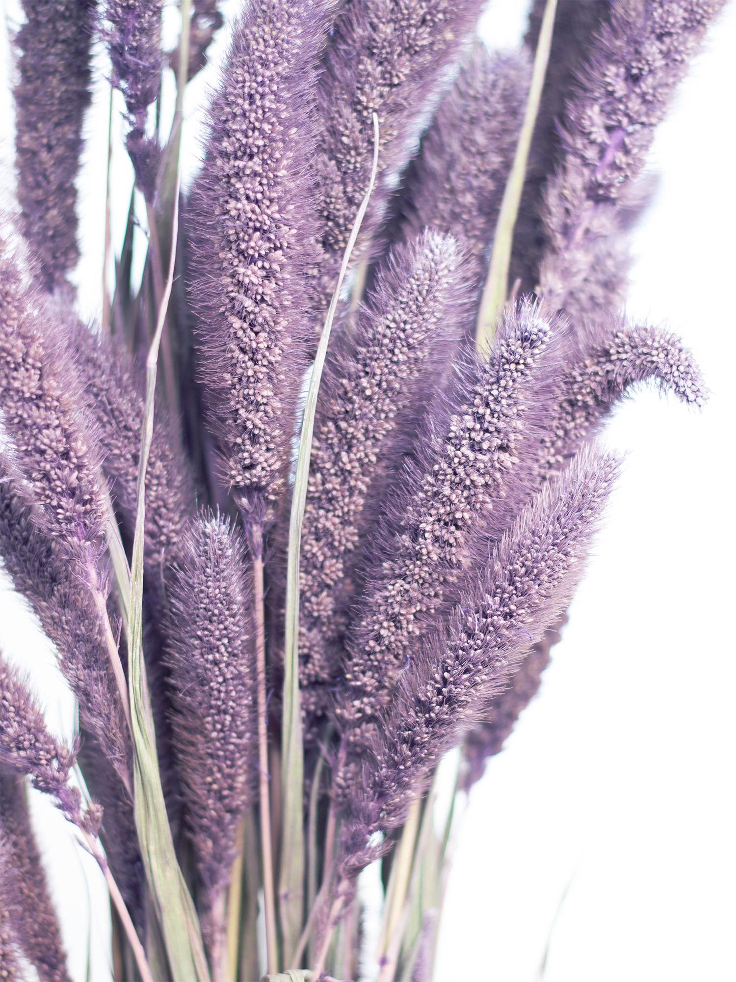 blumigo-trockenblumen-setaria-borstenhirse-trockenstrauss-milka image 1