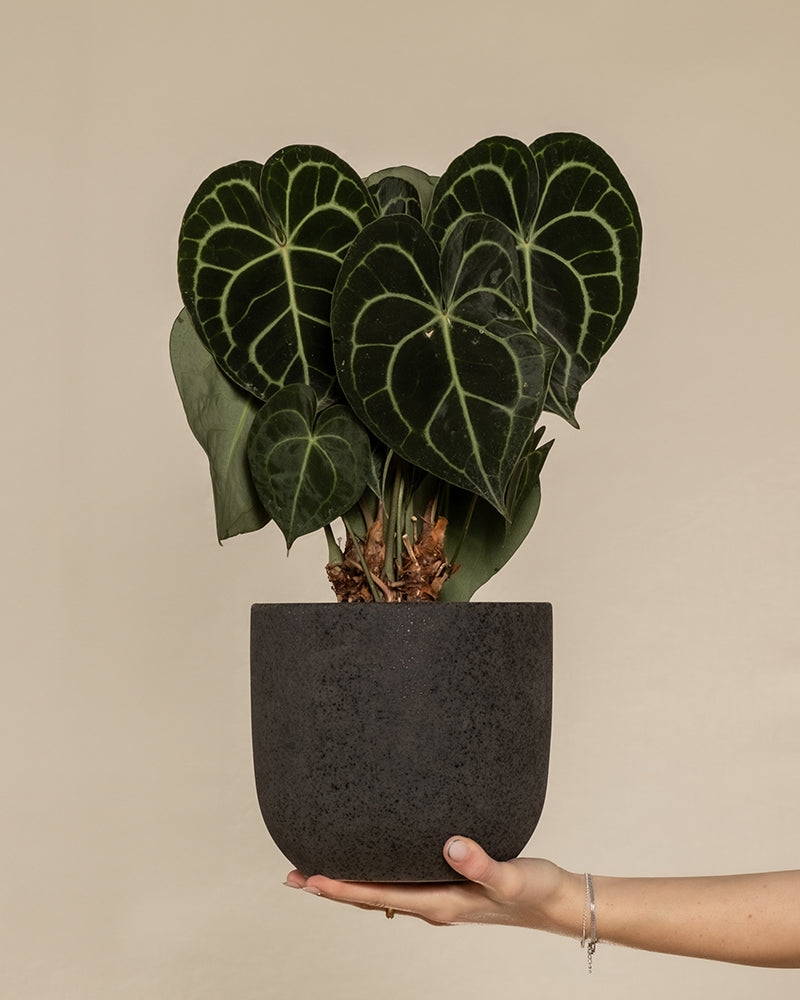 feey-variado-anthurium-clarinervium-zimmerpflanze-ohne-topf image 1