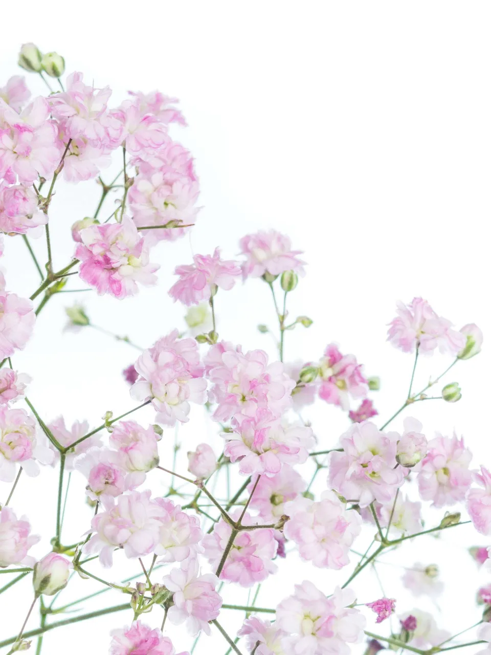 blumigo-schleierkraut-my-pink-schnittblume-rosa-flieder image 1